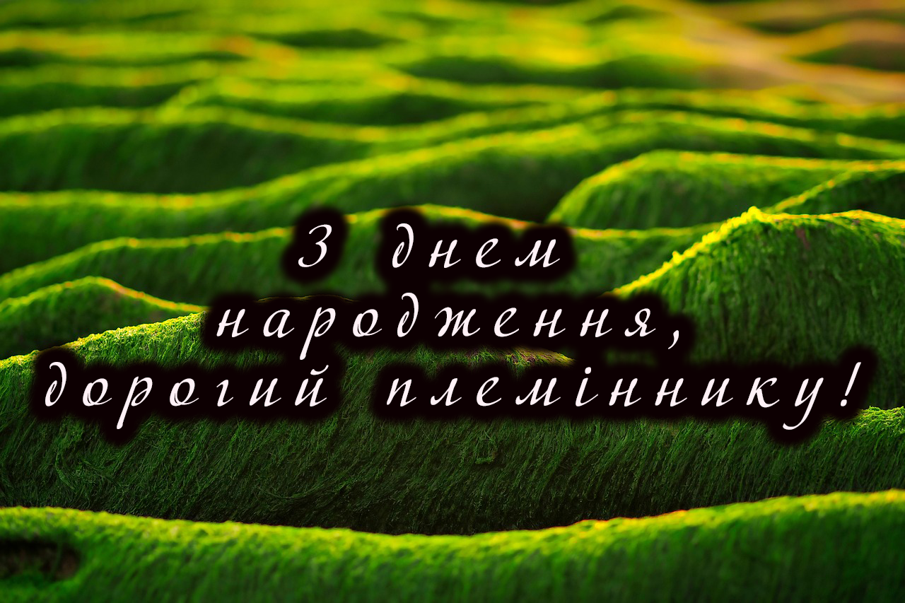Племіннику